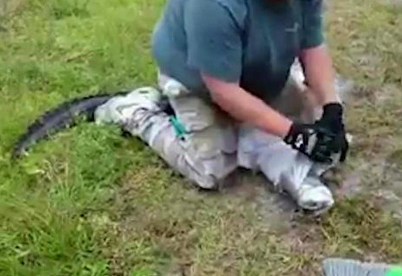 Американец оседлал приползшего к нему аллигатора