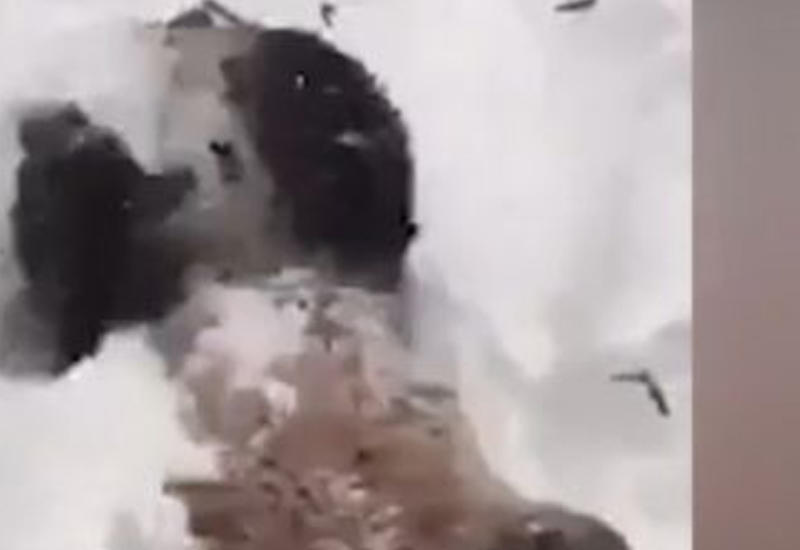Видео с реакцией панды на снег растрогало Сеть