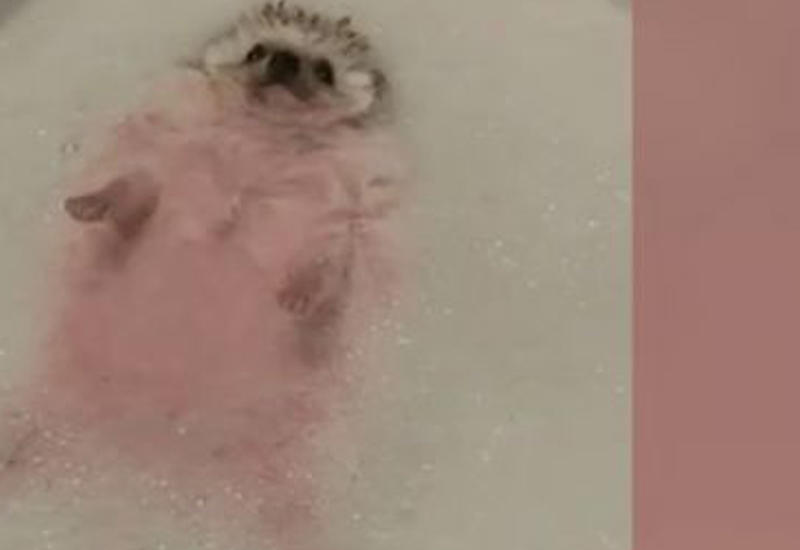 Видео с ежом, наслаждающимся ванной с пеной, стало хитом в Сети