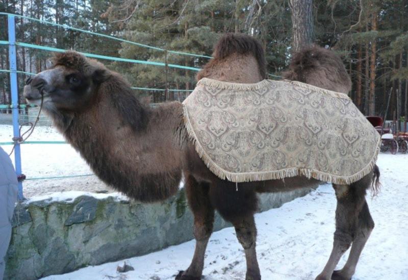 В России мужчину затоптал верблюд