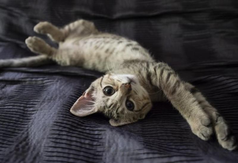 Ученые опубликовали язык для общения с котами