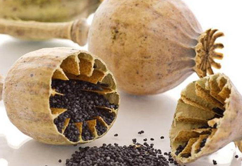 Qadağan olunmuş bitkinin inanılmaz faydaları