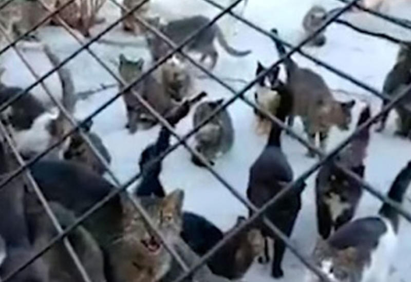 Американец превратил свой дом в приют для сотен кошек