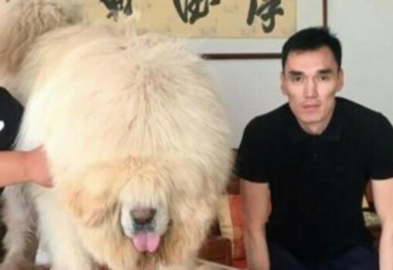 Bakıda 250 min dollara it satılır: “Biri villa ilə barter təklif etdi, tibetli razılaşmadı...”