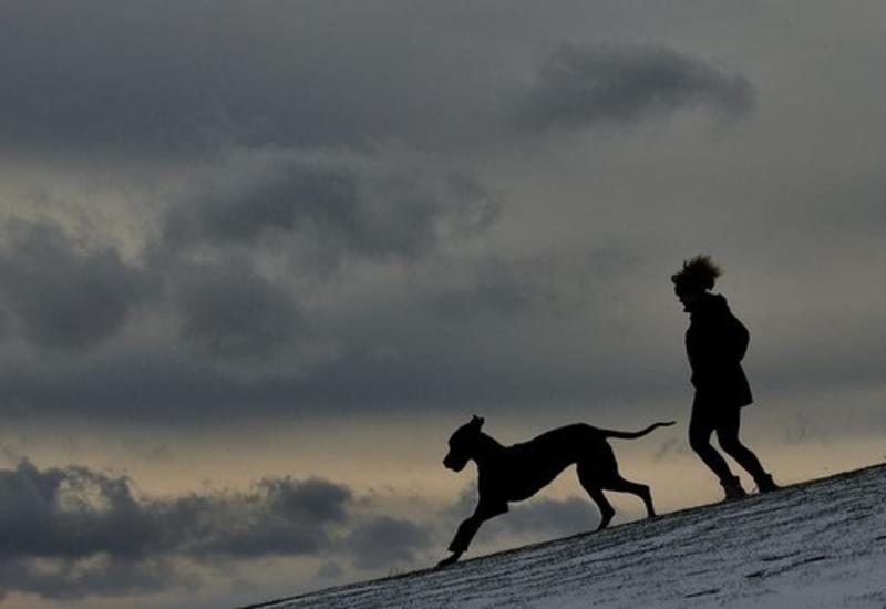 Дружбе человека и собаки уже более 14 000 лет