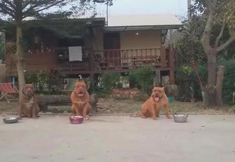 Выдержка этих собак достойна восхищения