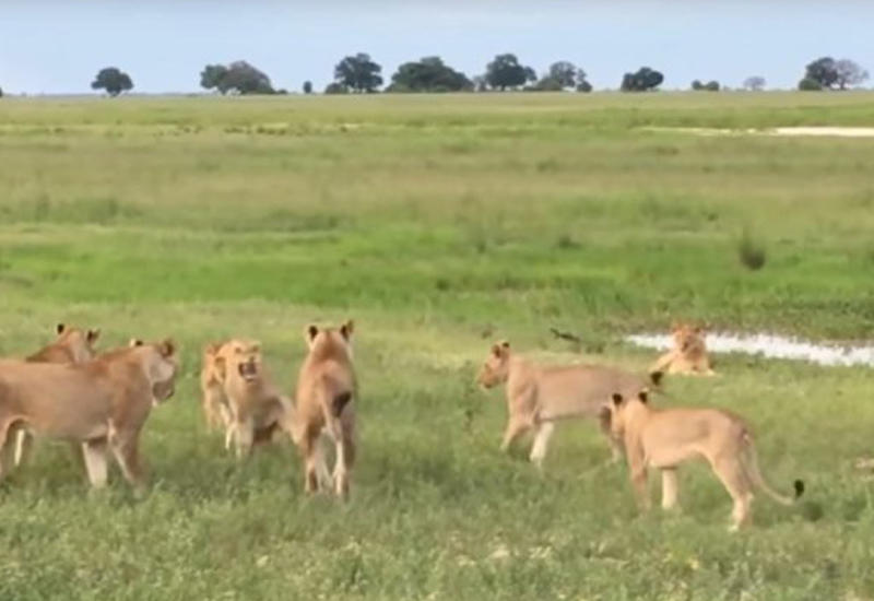 15 львиц атаковали попытавшегося присоединиться к их группе молодого льва