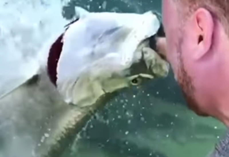 Турист, решивший покормить рыб, убедился, что они могут быть очень жадными