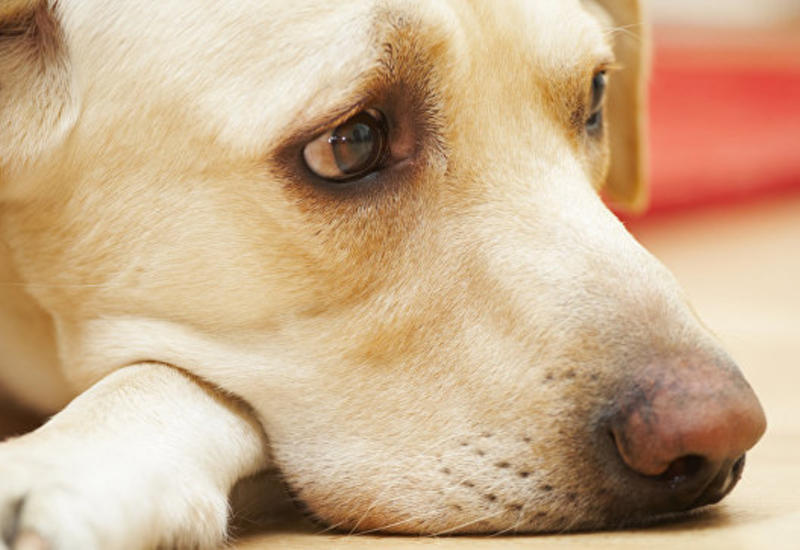 Ученые объяснили, как лучше разговаривать с собаками