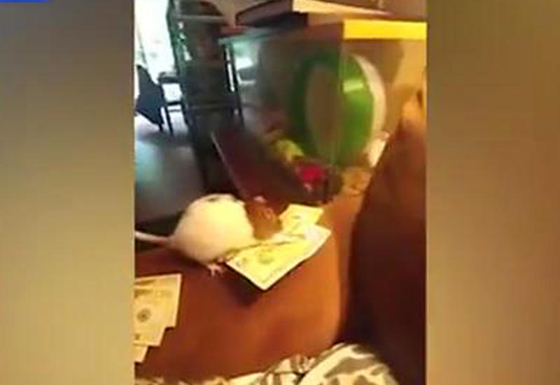 Крысу застукали за воровством долларов