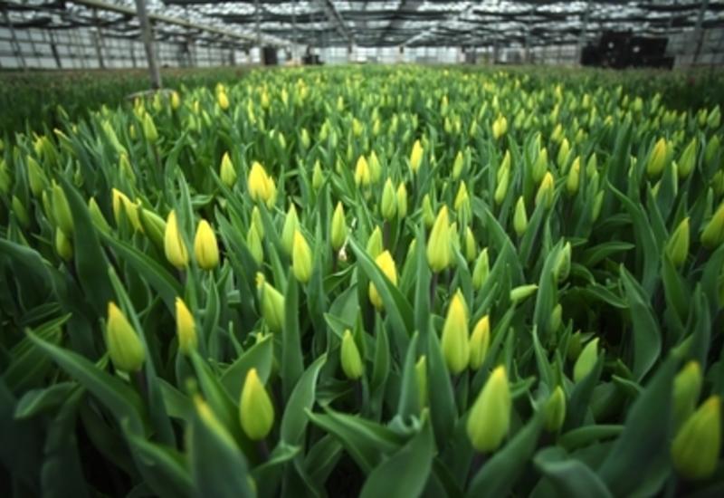 Заключенные в России вырастили для женщин тысячи голландских тюльпанов