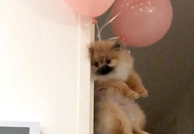 Сеть взорвала оптическая иллюзия с щенком, взлетающим на связке воздушных шаров