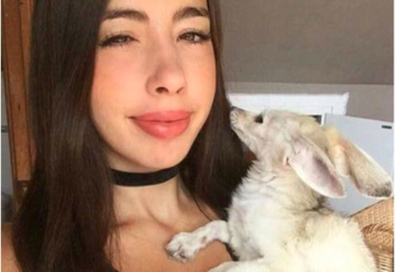 Блогер сделала из лисенка вегана и довела его до полусмерти