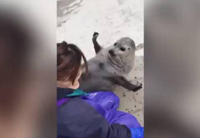 Видео с любящим обниматься тюленем набирает популярность в Сети