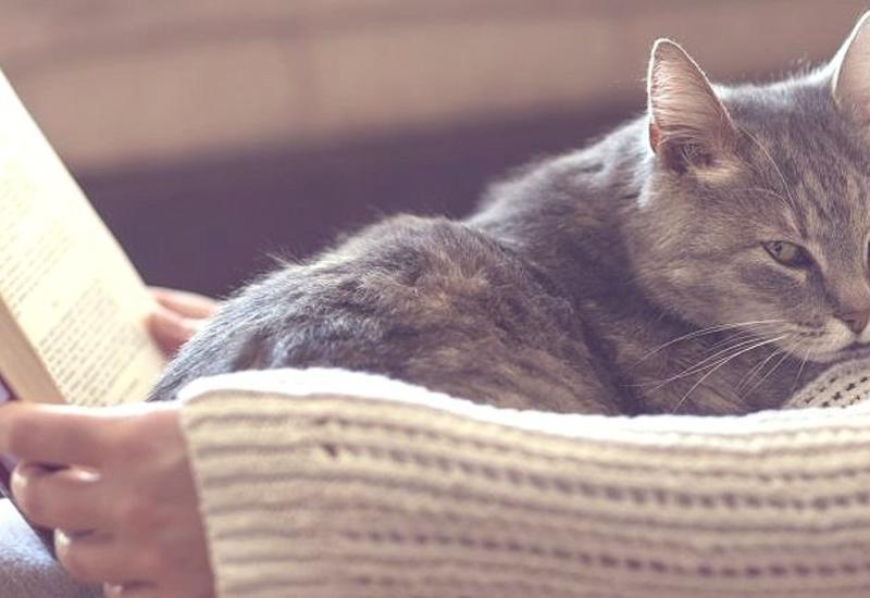 Почему кошки мнут нас своими лапками?