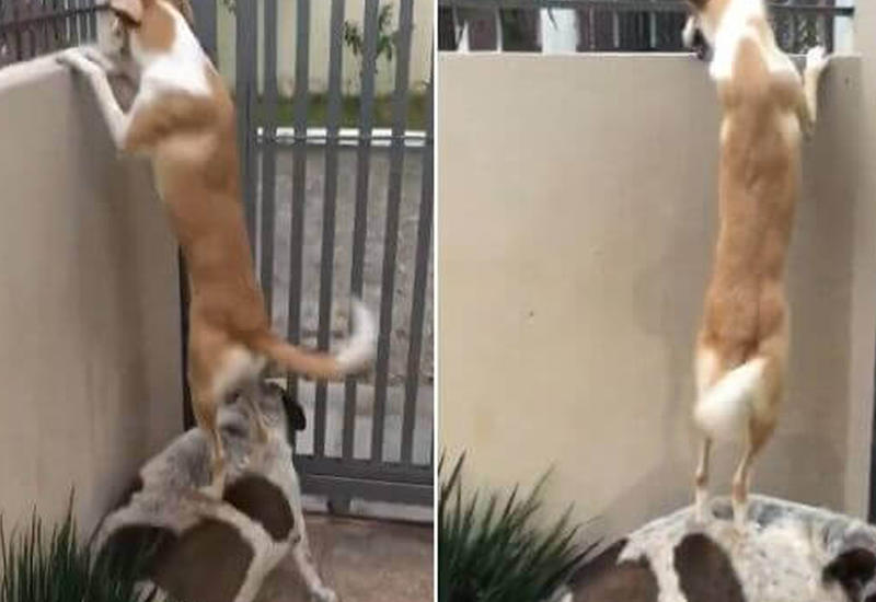 Собаки продемонстрировали изобретательность, чтобы поприветствовать друг друга