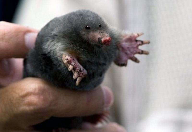 15 вещей, о которых ты слышал, но так никогда и не видел