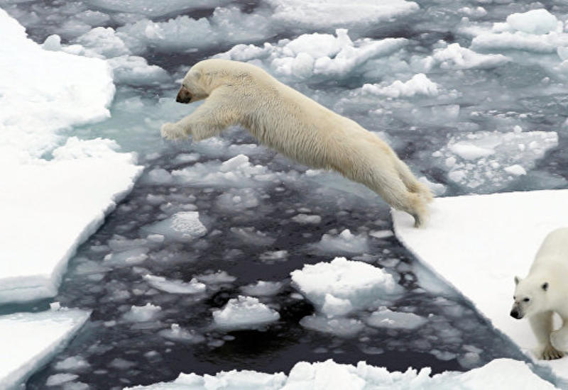 НАСА бьет тревогу: площадь льдов в Арктике достигла рекордно низких значений