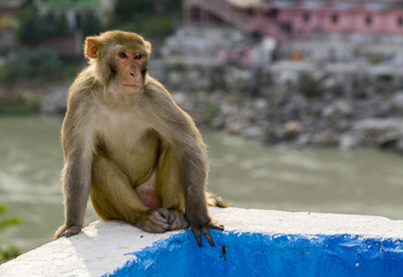 Обезьяна похитила и убила ребенка в Индии