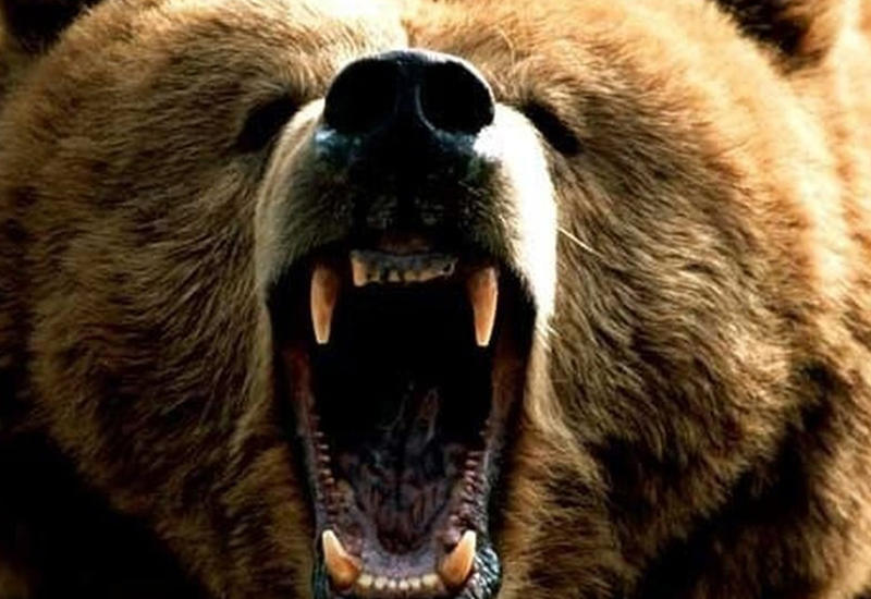 Вахтовики едва не стали жертвами голодного медведя, пробравшегося в общежитие