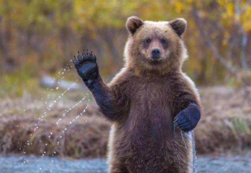 Власти Нью-Йорка опубликовали рекомендации на случай встречи с медведями