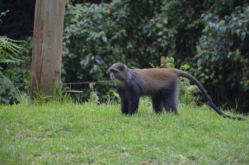 Как снега Килиманджаро покорились азербайджанцам
