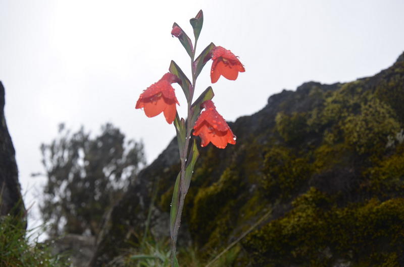 Как снега Килиманджаро покорились азербайджанцам