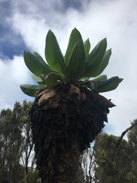 Как снега Килиманджаро покорились азербайджанцам