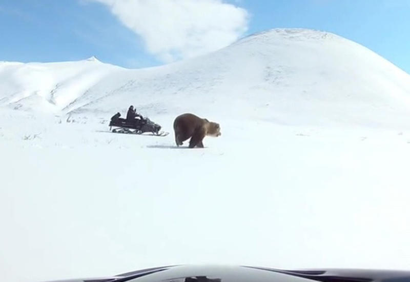 На Курилах медведь набросился на рыбака