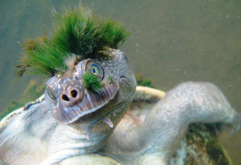 «Черепаха-панк» оказалась на грани вымирания