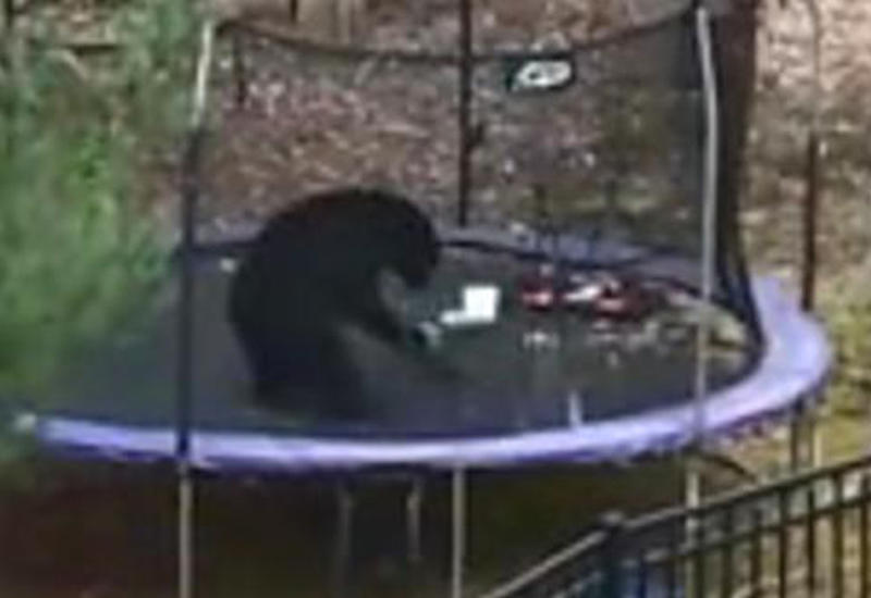 Американка сняла игры дикого медведя на детском батуте