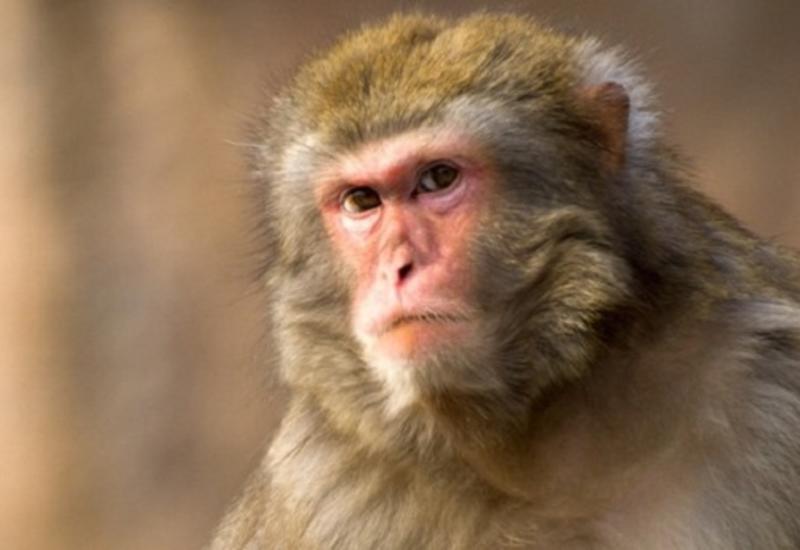 "Мгновенная карма". В Китае макака отомстила обидевшему ее туристу