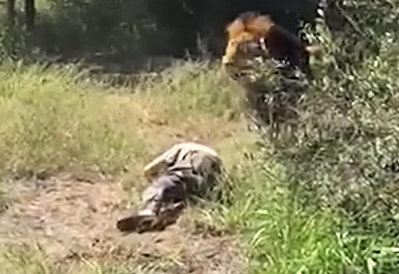 Лев вцепился в шею владельца частного сафари-парка в Южной Африке