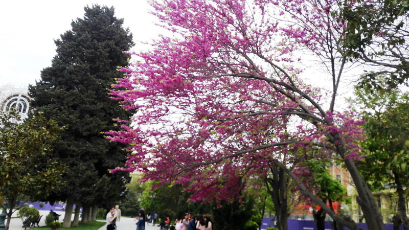 "Мой Баку": Парк "Сахиль" – маленький уголок столицы с большой историей