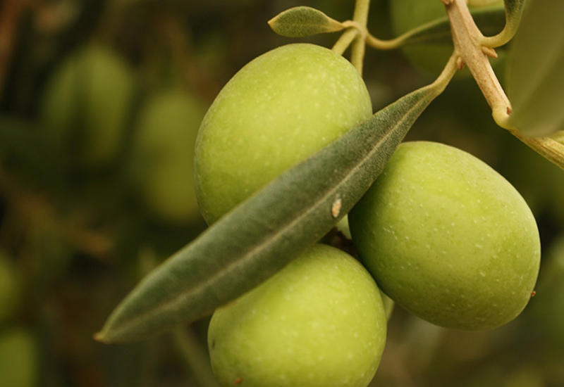 8 продуктов, которые нельзя есть сырыми