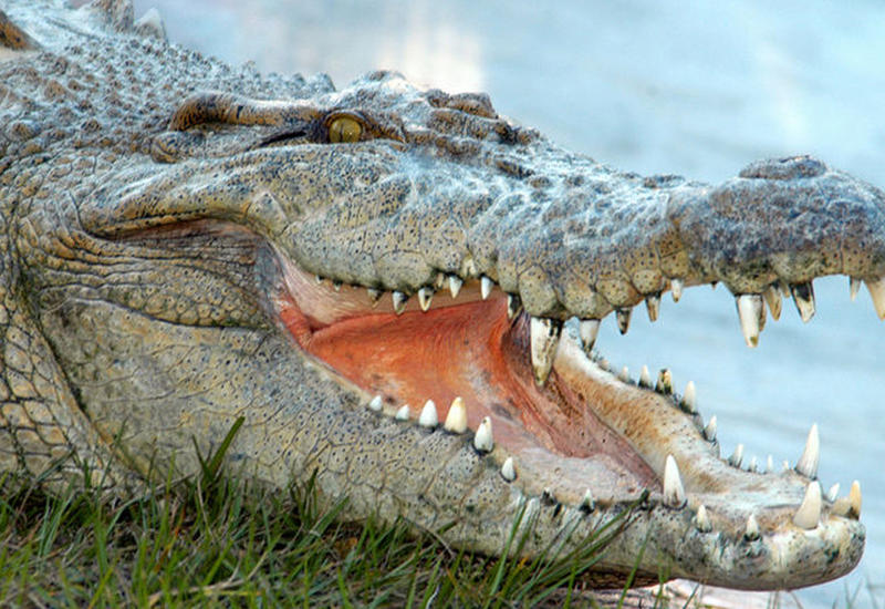 В США аллигатор утащил под воду подростка