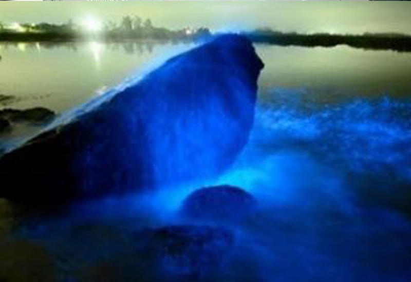 Светящийся океан в Калифорнии сняли на камеры