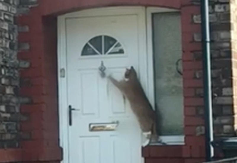 «Самая вежливая кошка в мире» стала интернет-звездой