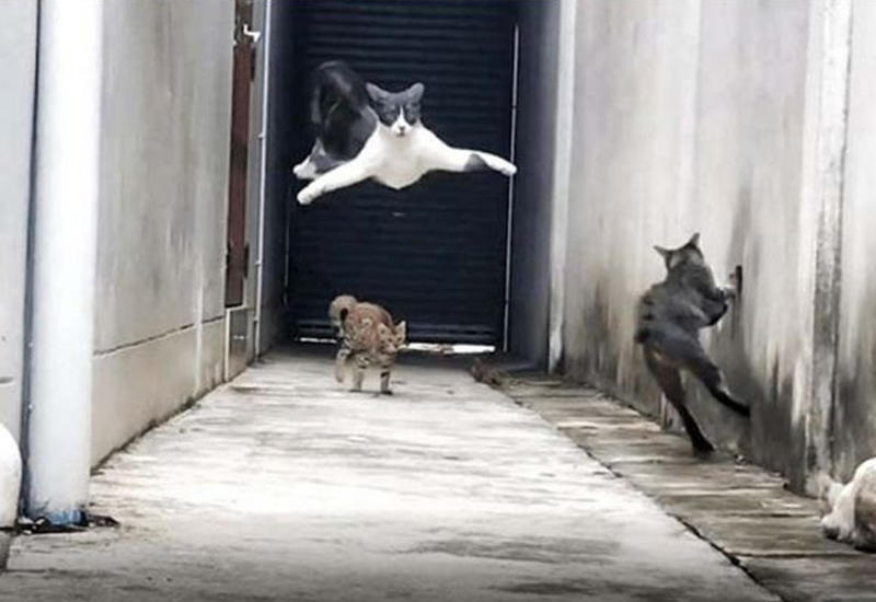 Ловкая кошка виртуозно ушла от своих обидчиков