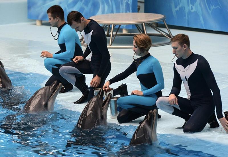 Страшная правда: о чем не знают посетители дельфинариев