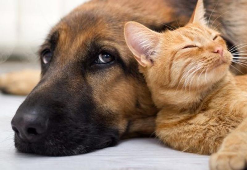 Ученые объяснили, с чем связана ревность собаки