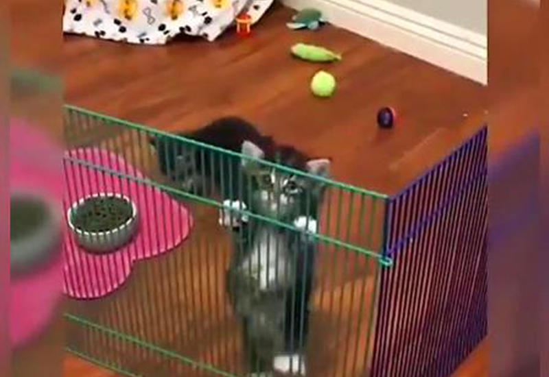 Невезучий котенок не смог последовать за собратом, нашедшим способ выйти из манежа