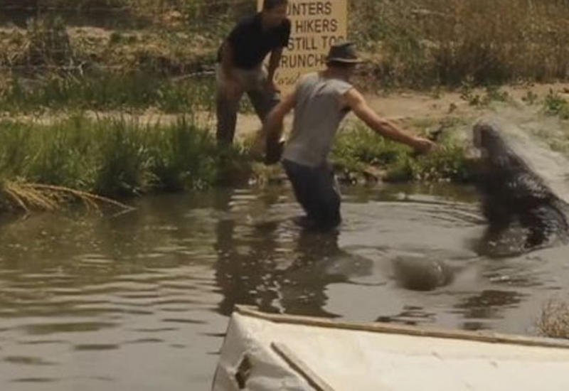 Американский экстремал чуть не лишился руки, заигрывая с аллигатором