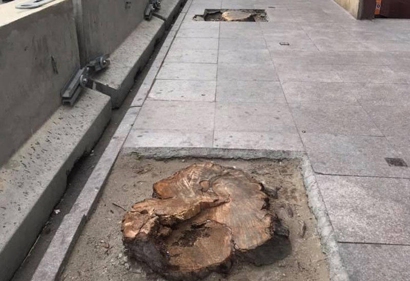 Bakının mərkəzində 2 göyrüş ağacı kəsdilər