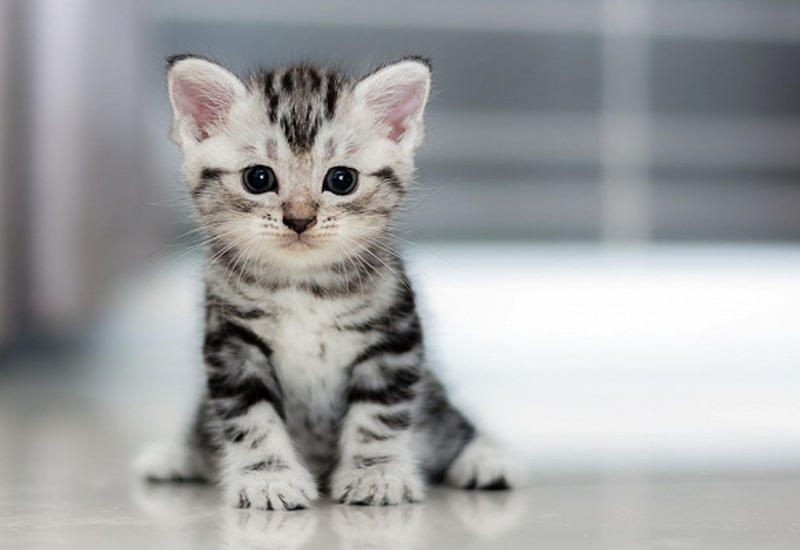 Какие болезни может вылечить кошка