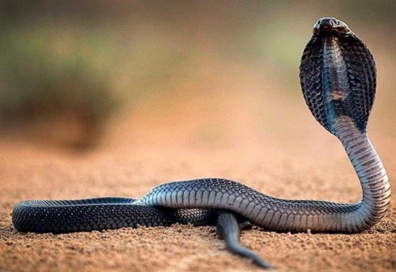 Что такое «эффект кобры»