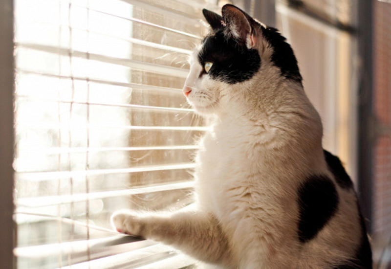 Отель, в котором можно «арендовать» котика