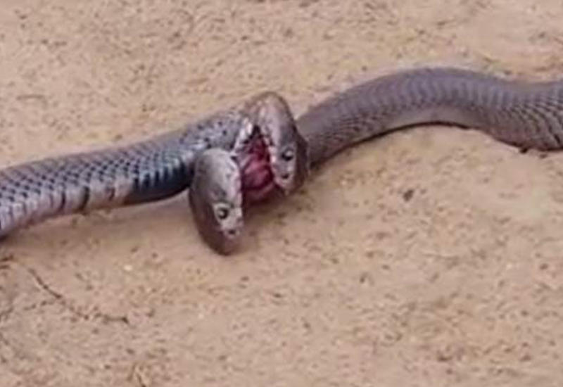 Кобры сцепились в ожесточенной схватке