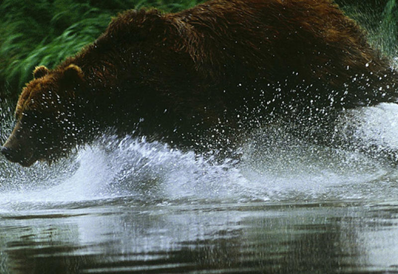 На Камчатке рыбак утонул в реке, спасаясь от медведя