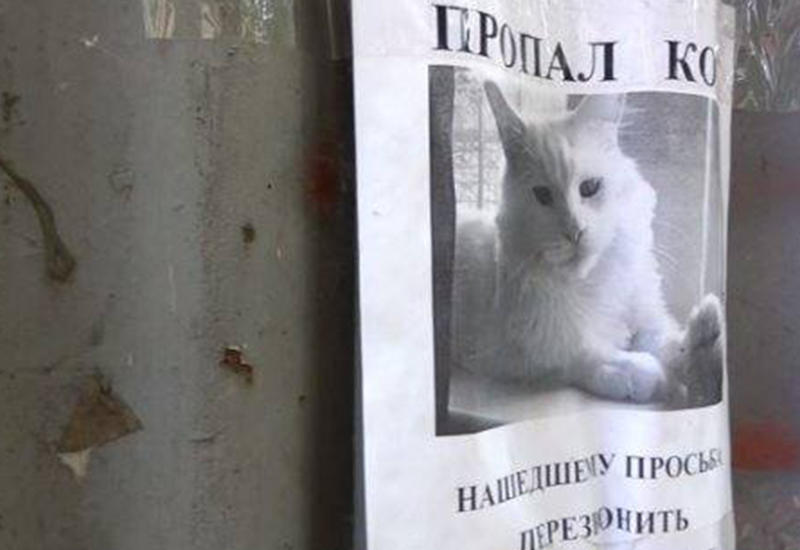 В объявлении о пропаже кота разглядели оптическую иллюзию